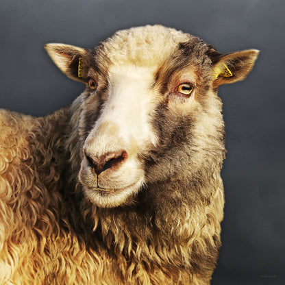Sheep #1 | 100x100 cm |  edition of 10