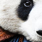 The Panda - PANDA ARTWORK - Edition of 7