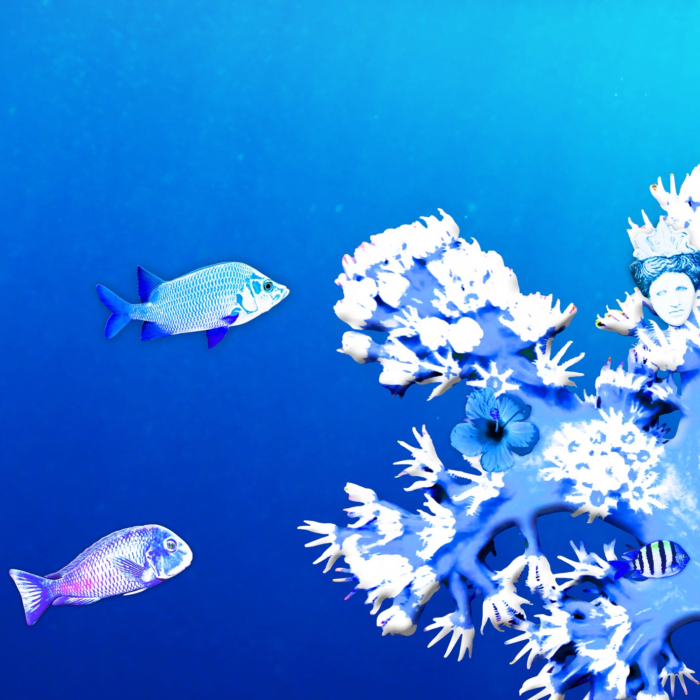 Blue Coral Reef - UNDERWATER ARTWORK - Edition of 7