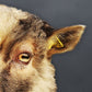 Sheep art #1 - SHEEP ARTWORK - Edition of 10