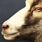 Sheep art #2 - SHEEP ARTWORK - Edition of 10