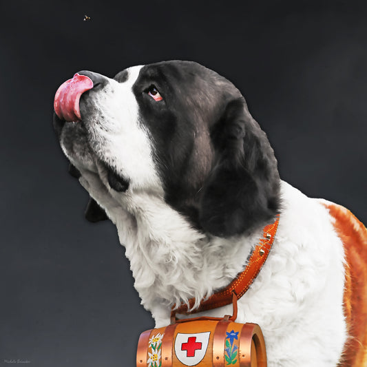 Swiss Saint Bernard | 100x100 cm | edition of 7