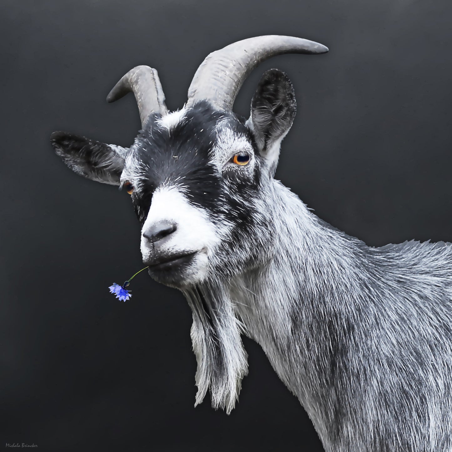 Swiss Goat | 100x100 cm | edition of 7