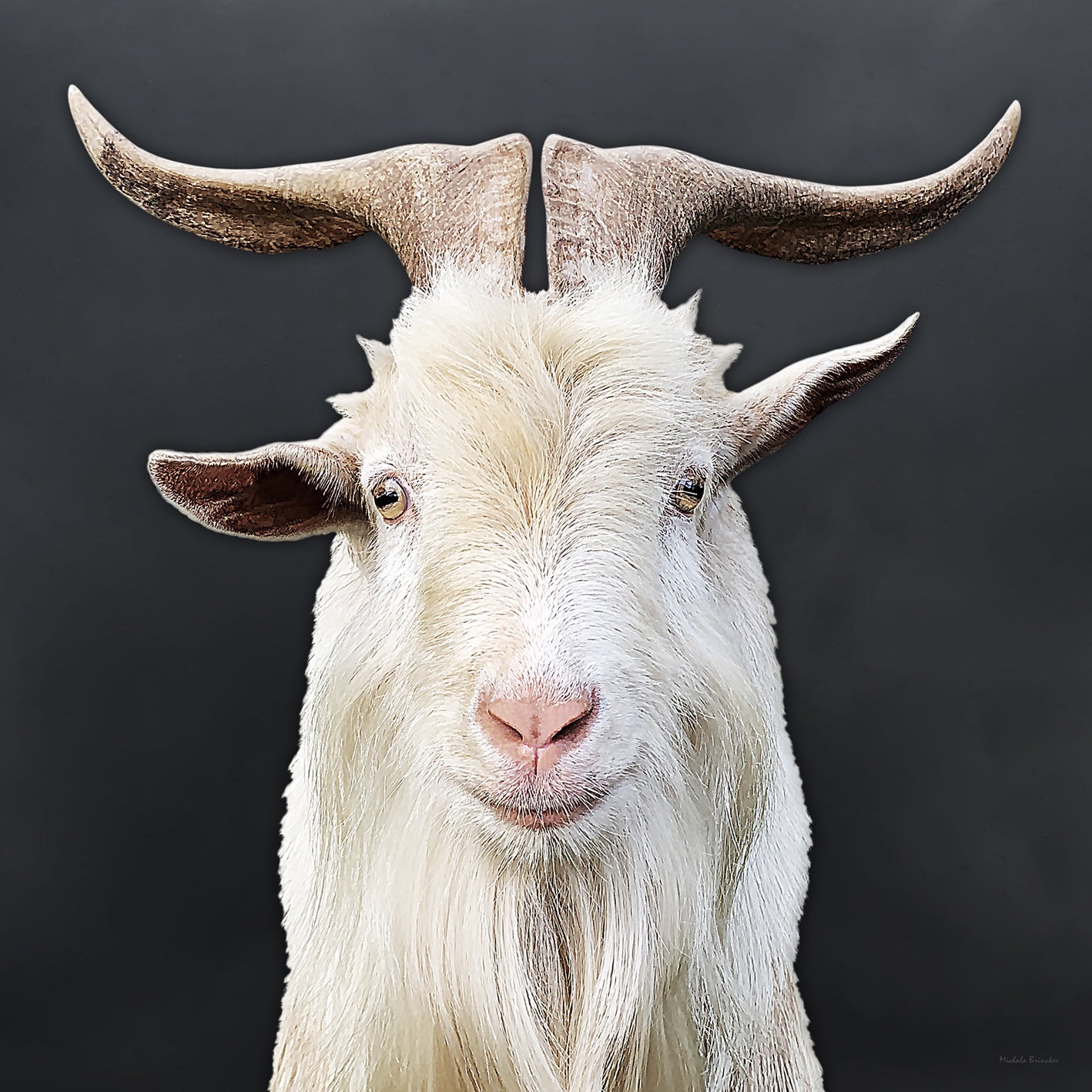 White Goat | 100x100 cm | edition of 10