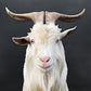 White Goat - GOAT ARTWORK - Edition of 10
