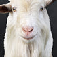 White Goat - GOAT ARTWORK - Edition of 10